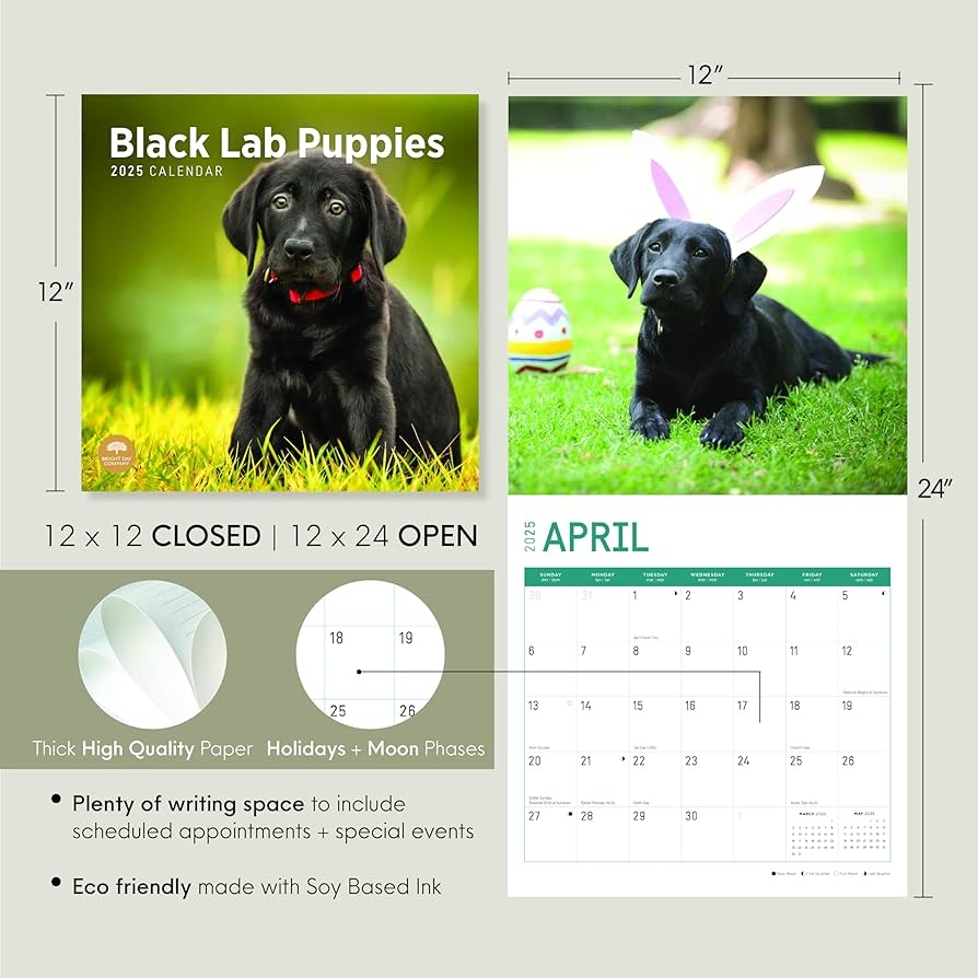 Bright Day 2025 Black Lab Puppies Monthly Wall Calendar 12 X 12 Inch Cute Dog Breed Gift Amazon de Baby Products Bright Day 2025 Black Lab Puppies Monthly Wall Calendar 12 X 12 Inch Cute Dog Breed Gift Amazon de Baby Products