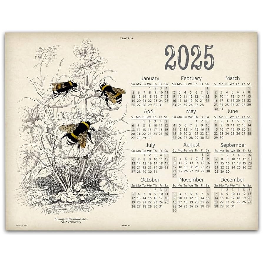 Amazon 2025 Calendar 11x14 Unframed Poster Bumble Bee Vintage Antique Style With Bees Botanical Art Calendar Floral Wall Calendar Nature Inspired Insect Themed Retro Vintage Bee Farm Wall Art 